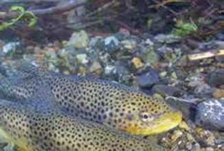 A Lesson In Aquaponics